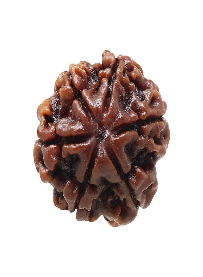 CHAKRADHARI Original and Natural Mantra Siddha Rare 6 Mukhi Nepal Rudraksha - Image 2