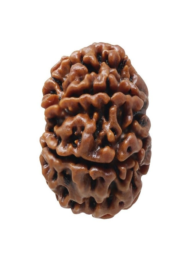 CHAKRADHARI Original and Natural Mantra Siddha Rare 6 Mukhi Nepal Rudraksha - Image 3