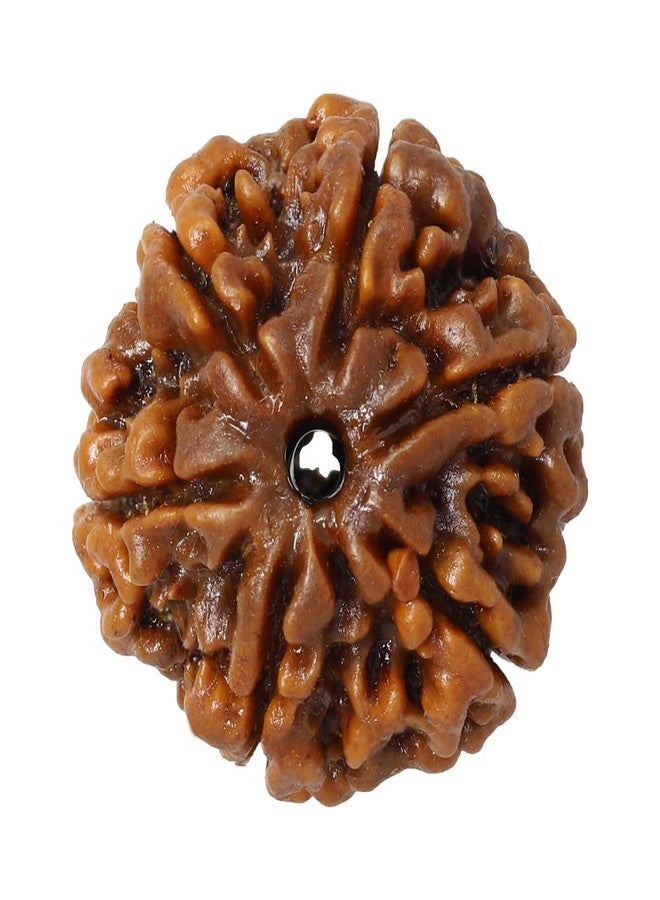 CHAKRADHARI Original and Natural Mantra Siddha Rare 6 Mukhi Nepal Rudraksha - Image 1