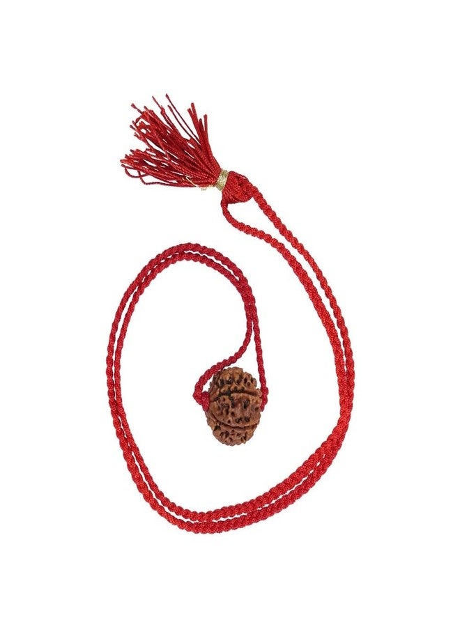 CHAKRADHARI Original and Natural Mantra Siddha Rare 6 Mukhi Nepal Rudraksha - Image 5