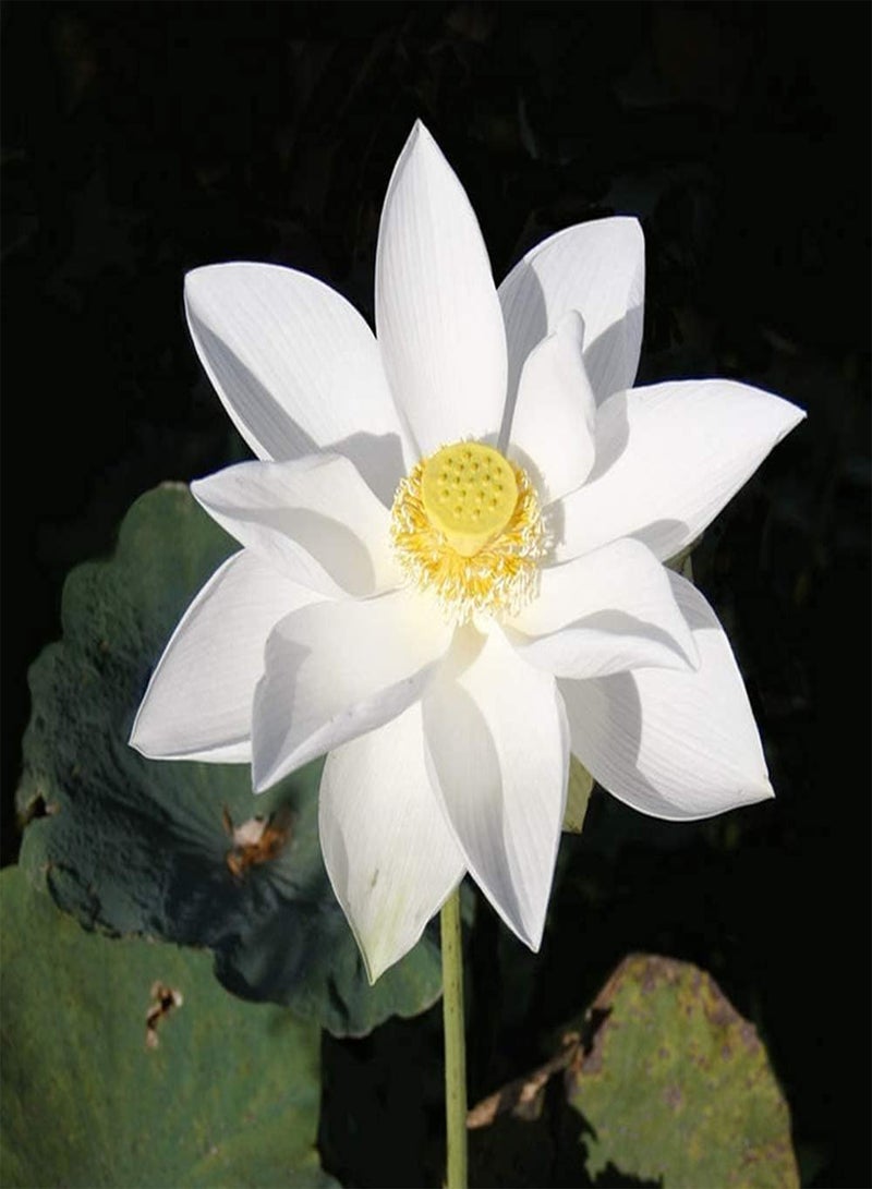 جي جوت 30 قطعة من بذور اللوتس الأبيض، زهرة الصيف، بذور زنبق الماء ذات الرائحة النقية، سهلة الزراعة في الحدائق للمبتدئين، زهور الحدائق لزراعة البحيرات والبرك - Image 3