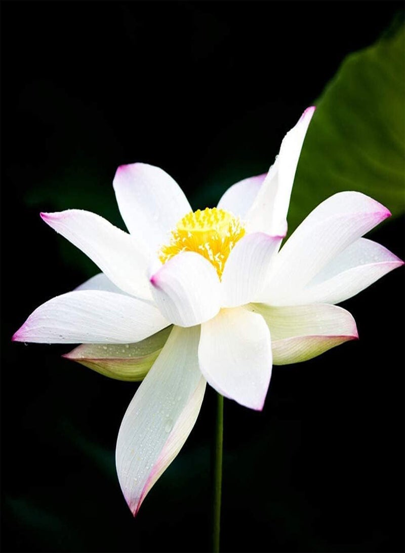 جي جوت 30 قطعة من بذور اللوتس الأبيض، زهرة الصيف، بذور زنبق الماء ذات الرائحة النقية، سهلة الزراعة في الحدائق للمبتدئين، زهور الحدائق لزراعة البحيرات والبرك - Image 2