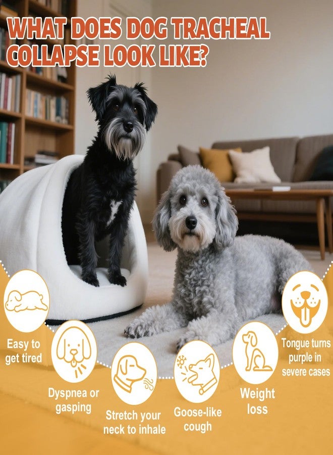 Yakucho Collapsed Trachea Treatment for Dogs, Dog Cough Treatment, Trachea Cough Elixir, Natural Herbs Help Dogs Breathe Smoothly and Support Tracheal & Respiratory Health - 59mL - Image 2