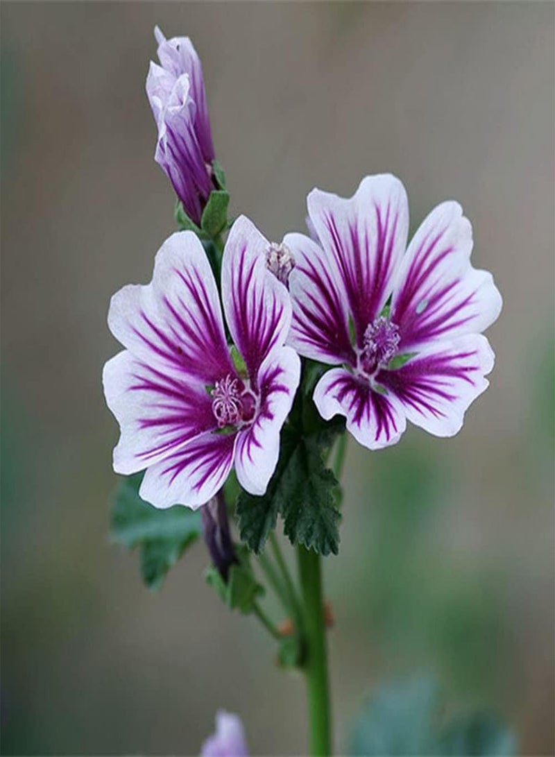 GGOOT 100Pcs Mallow Seeds Unique Flower Shape Match with Green Leaves Form The Most Dazzling Presence in The Garden Loved by People - Image 2