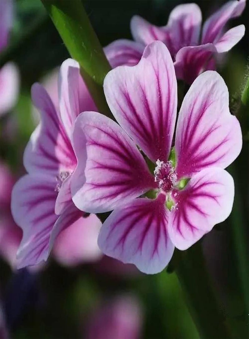 GGOOT 100Pcs Mallow Seeds Unique Flower Shape Match with Green Leaves Form The Most Dazzling Presence in The Garden Loved by People - Image 1