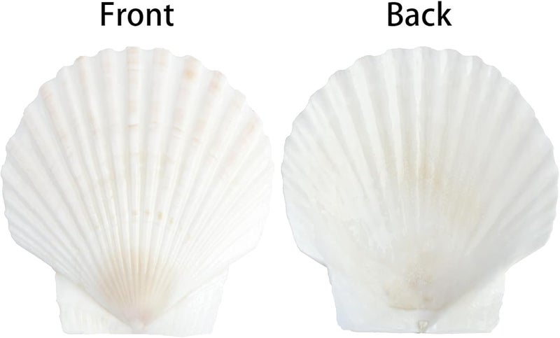 Mkobon 20 PCS Natural Scallop Shells for Crafts, Seashell Decor for Home, Sea Shells for Decorating, DIY, Painting, Baking, Beach Wedding Decorations - Image 3