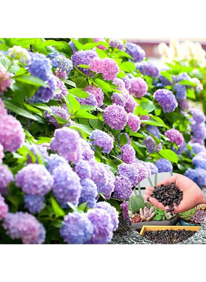 Generic 20pcs Hydrangea Seeds Neutral Soil Easy to Plant Fast Growing Attractive Bonsai Flower Seeds for Balcony - Hydrangea Seeds - Flower Seeds Garden Plant Seeds  - Image 1