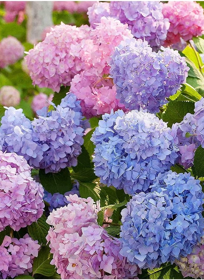 Generic 20pcs Hydrangea Seeds Neutral Soil Easy to Plant Fast Growing Attractive Bonsai Flower Seeds for Balcony - Hydrangea Seeds - Flower Seeds Garden Plant Seeds  - Image 2