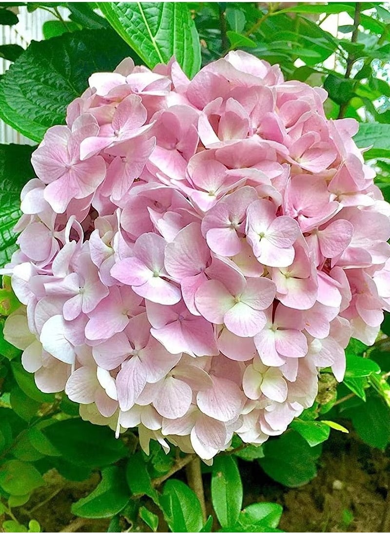 Generic 20pcs Hydrangea Seeds Neutral Soil Easy to Plant Fast Growing Attractive Bonsai Flower Seeds for Balcony - Hydrangea Seeds - Flower Seeds Garden Plant Seeds  - Image 5