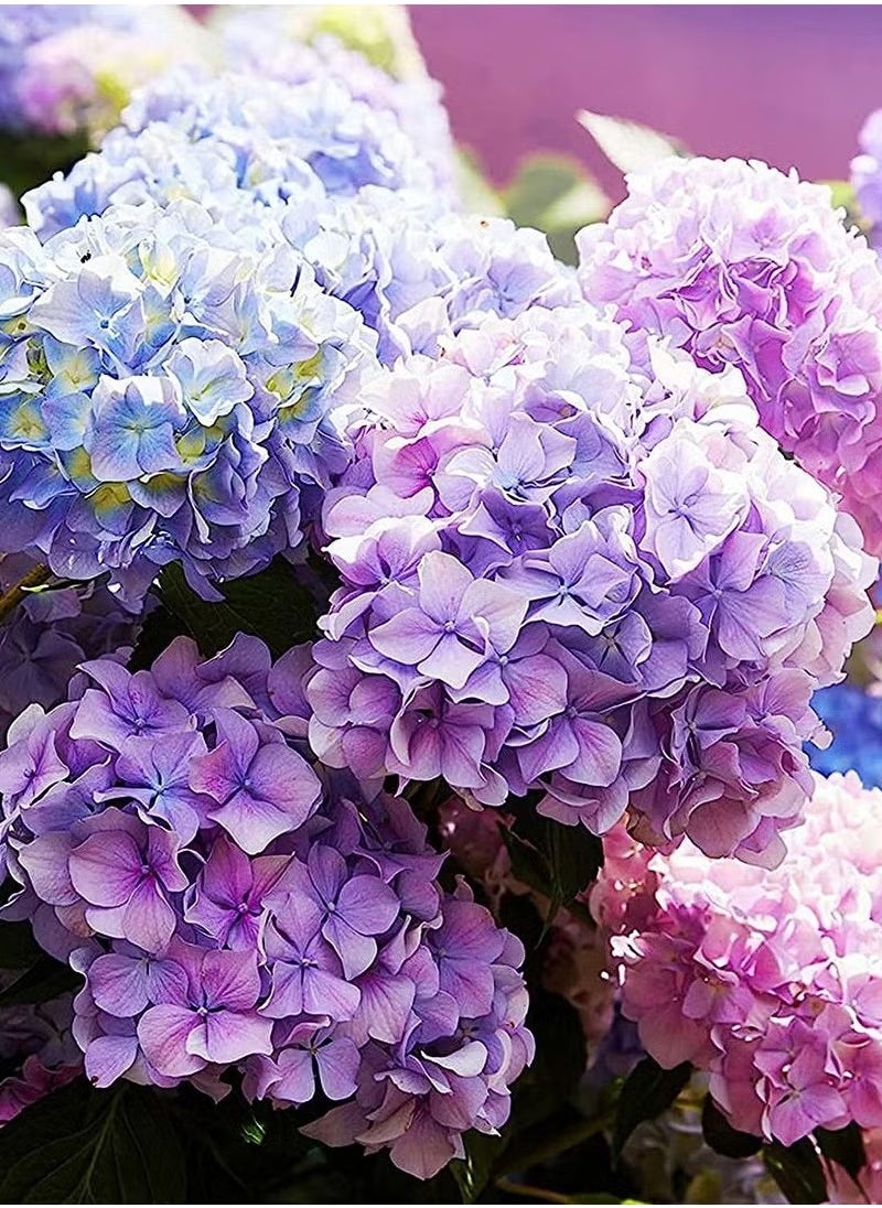 Generic 20pcs Hydrangea Seeds Neutral Soil Easy to Plant Fast Growing Attractive Bonsai Flower Seeds for Balcony - Hydrangea Seeds - Flower Seeds Garden Plant Seeds  - Image 3
