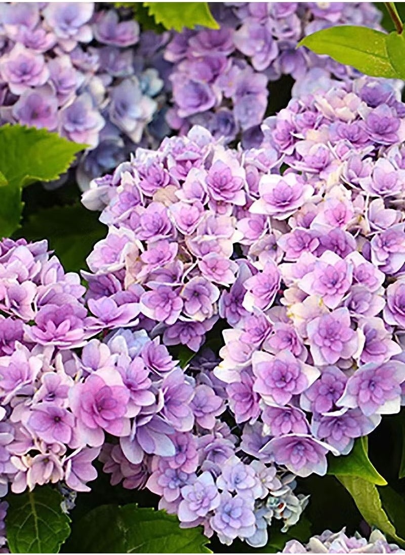 Generic 20pcs Hydrangea Seeds Neutral Soil Easy to Plant Fast Growing Attractive Bonsai Flower Seeds for Balcony - Hydrangea Seeds - Flower Seeds Garden Plant Seeds  - Image 4