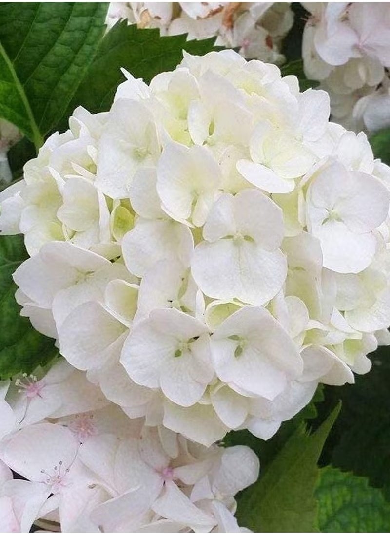 20pcs Hydrangea Seeds Neutral Soil Easy to Plant Fast Growing Attractive Bonsai Flower Seeds for Balcony - Hydrangea Seeds - Flower Seeds Garden Plant Seeds