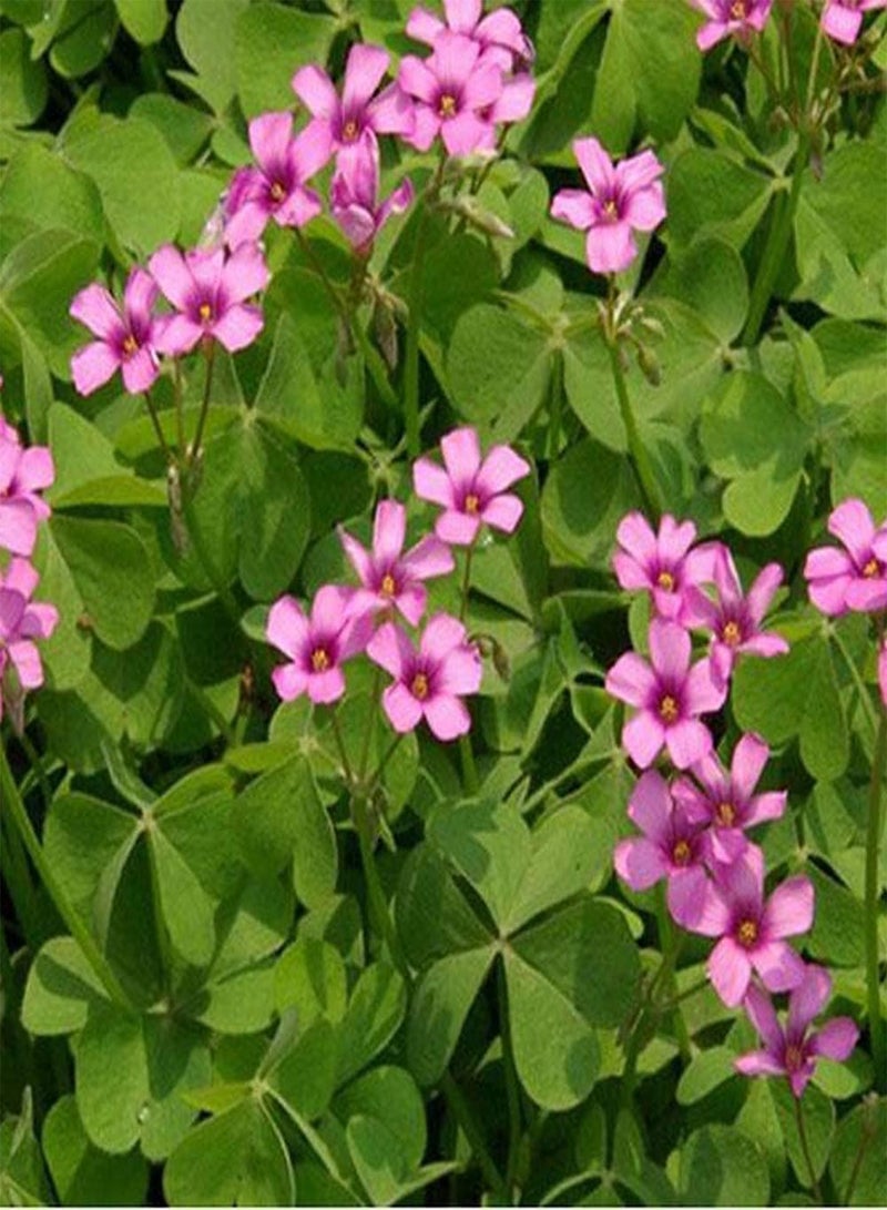 جي جوت 5 قطع من بذور الأكساليس لزراعة عشبة معمرة في الحديقة الخارجية، سهلة الصيانة، سهلة البقاء، أزهار موروثة يحبها البستانيون في باقات الزهور المقطوفة - Image 2