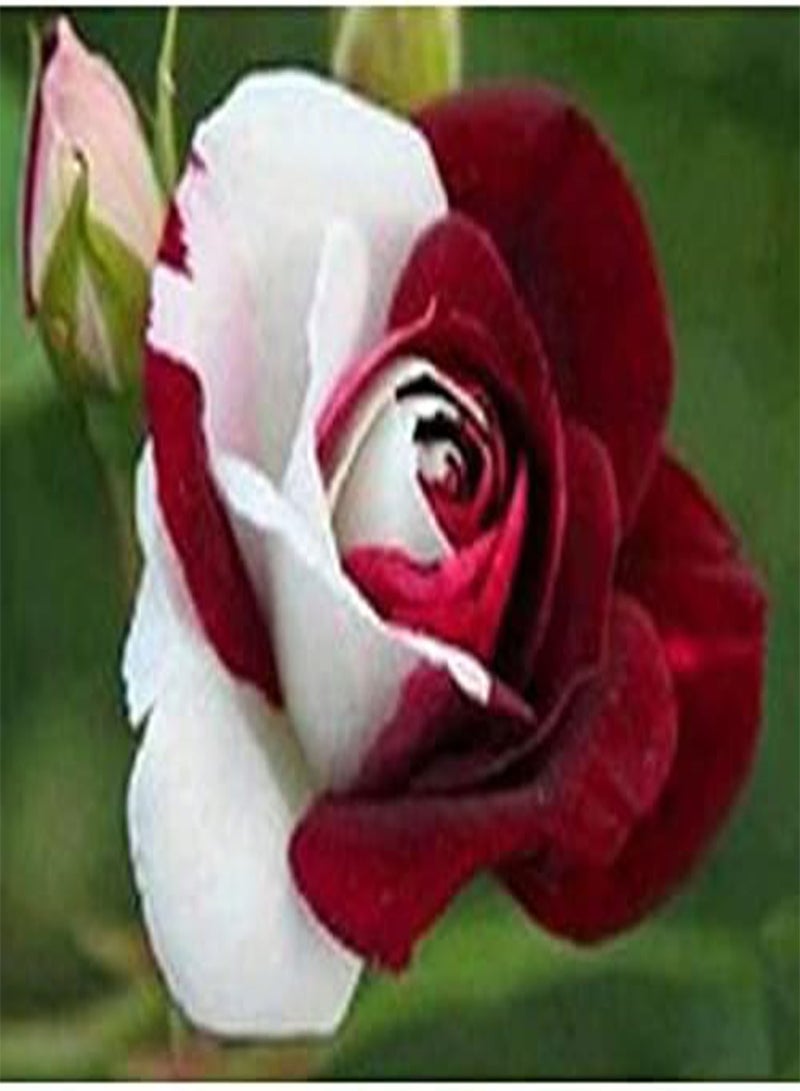 GGOOT Ruby Rose Flower Seeds, Beautiful Rare Flowers for Home Garden Planting Seeds by Heavy Torch (100 Seeds) - Image 3