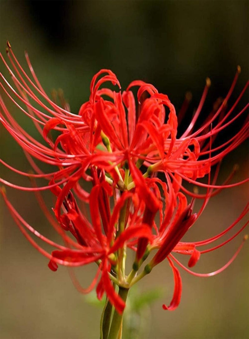 جي جوت قطع من بذور نبات الليكوريس، ازرع جذورك بنفسك، زهور بألوان مختلطة، عشبة معمرة، حديقة فناء، مناظر طبيعية جميلة، أصناف شائعة - Image 2