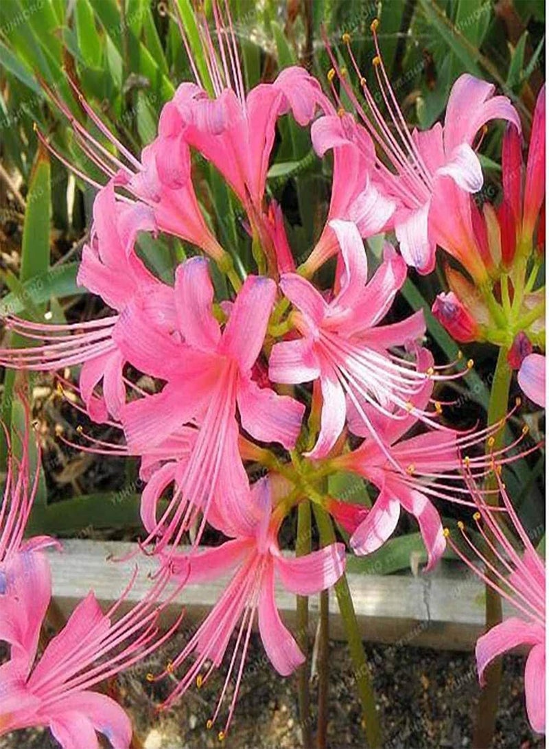 جي جوت قطع من بذور نبات الليكوريس، ازرع جذورك بنفسك، زهور بألوان مختلطة، عشبة معمرة، حديقة فناء، مناظر طبيعية جميلة، أصناف شائعة - Image 3