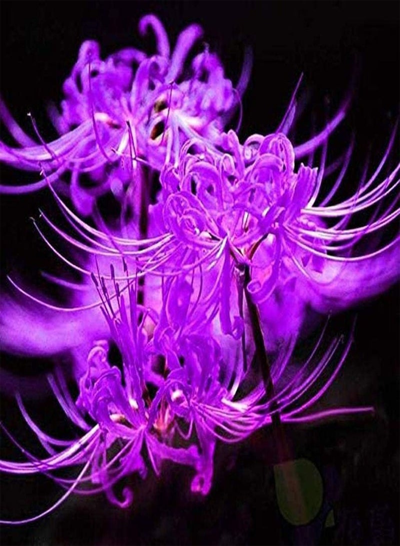 جي جوت قطع من بذور نبات الليكوريس، ازرع جذورك بنفسك، زهور بألوان مختلطة، عشبة معمرة، حديقة فناء، مناظر طبيعية جميلة، أصناف شائعة - Image 4