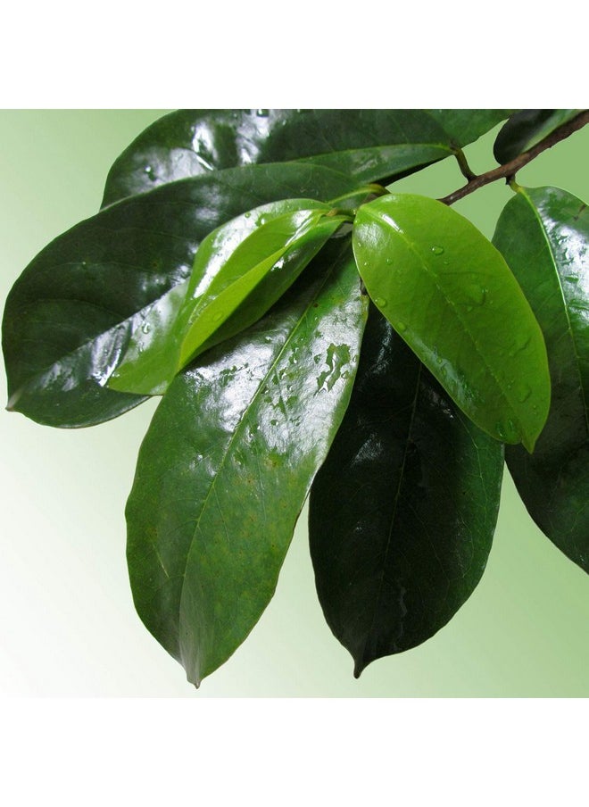 Zokiva Nutritionals - Graviola Soursop Tea 3Pack 90 Leaf Tea Bags Guanabana Annona Muricata Leaves A Natural Caffeine Free Bioavailable Superfood Rich In Powerful Antioxidants In Zip Pouch - Image 1
