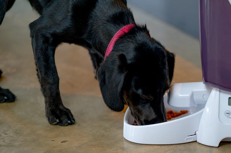 Cat Mate C3000 Automatic Dry Food 3-Meal Feeder, BPA Free for Cats & Small Dogs - Image 5