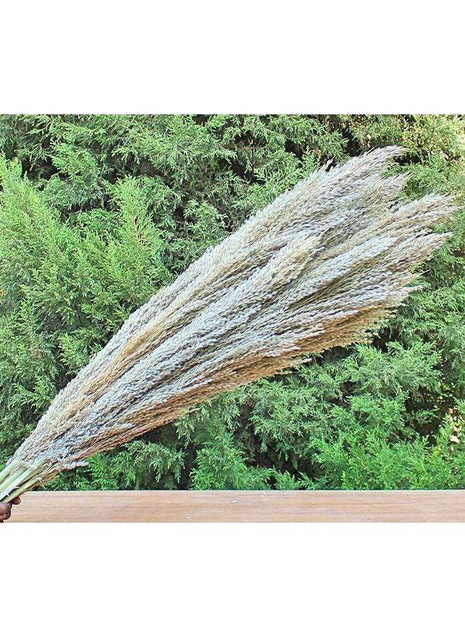 Generic Hard Dried Pampas Grass Decor- Tall Extra-Long Decoration Pompous Branches 60-80 Cm Grass (5)  - Image 3