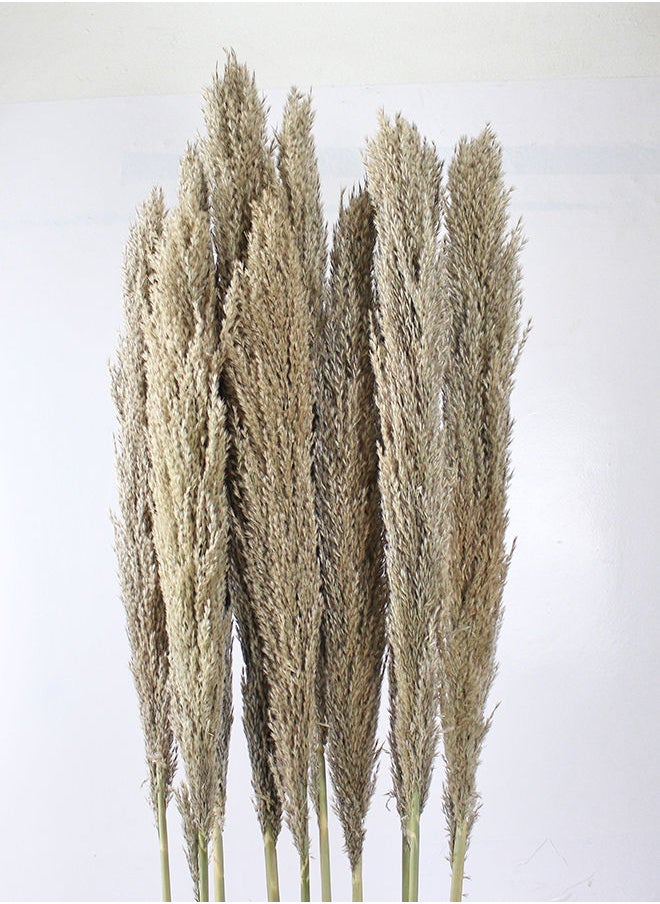 Generic Hard Dried Pampas Grass Decor- Tall Extra-Long Decoration Pompous Branches 60-80 Cm Grass (5)  - Image 1
