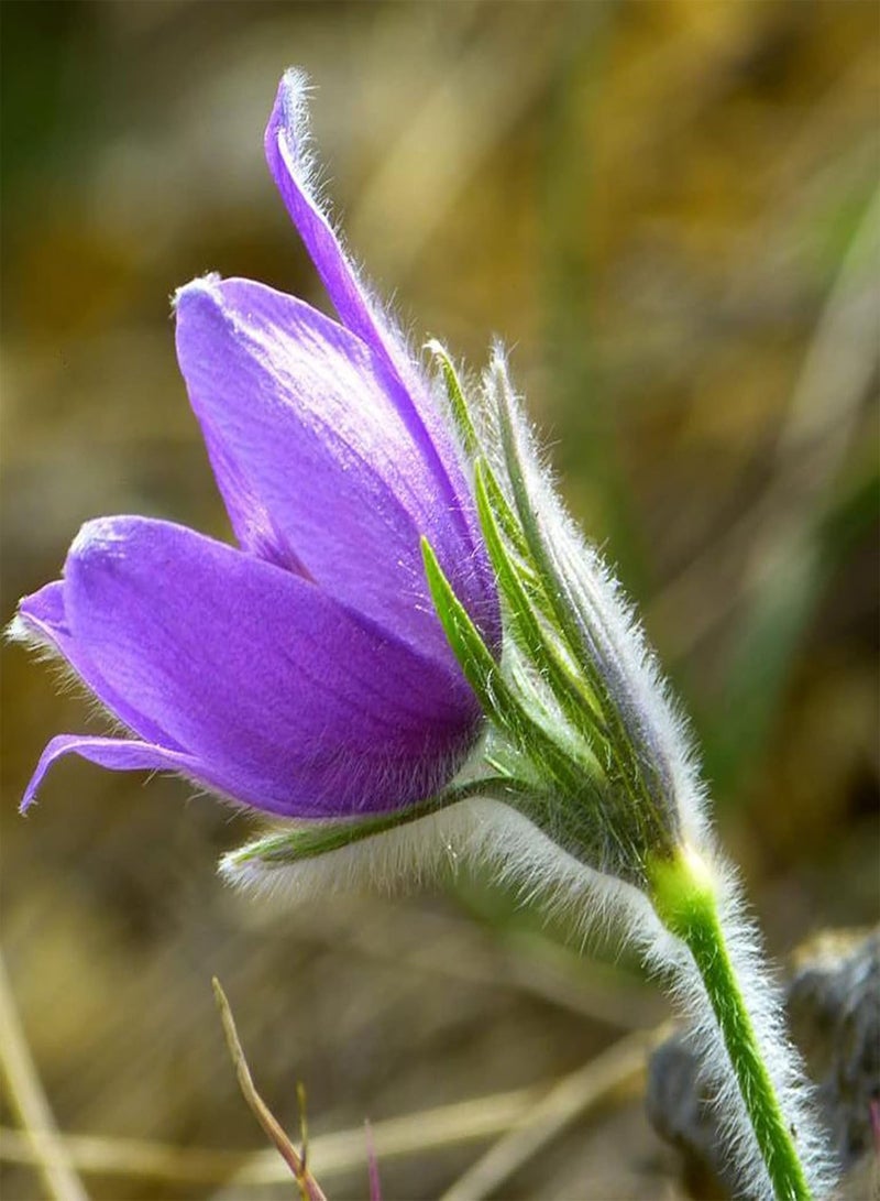 جي جوت كيس واحد من البذور، بذور شقائق النعمان والبقوليات عالية الإنتاجية، ذات معدل بقاء مرتفع، للحديقة - 25 قطعة بذور - Image 4