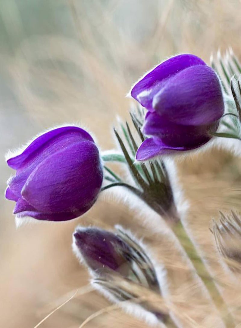 جي جوت كيس واحد من البذور، بذور شقائق النعمان والبقوليات عالية الإنتاجية، ذات معدل بقاء مرتفع، للحديقة - 25 قطعة بذور - Image 5