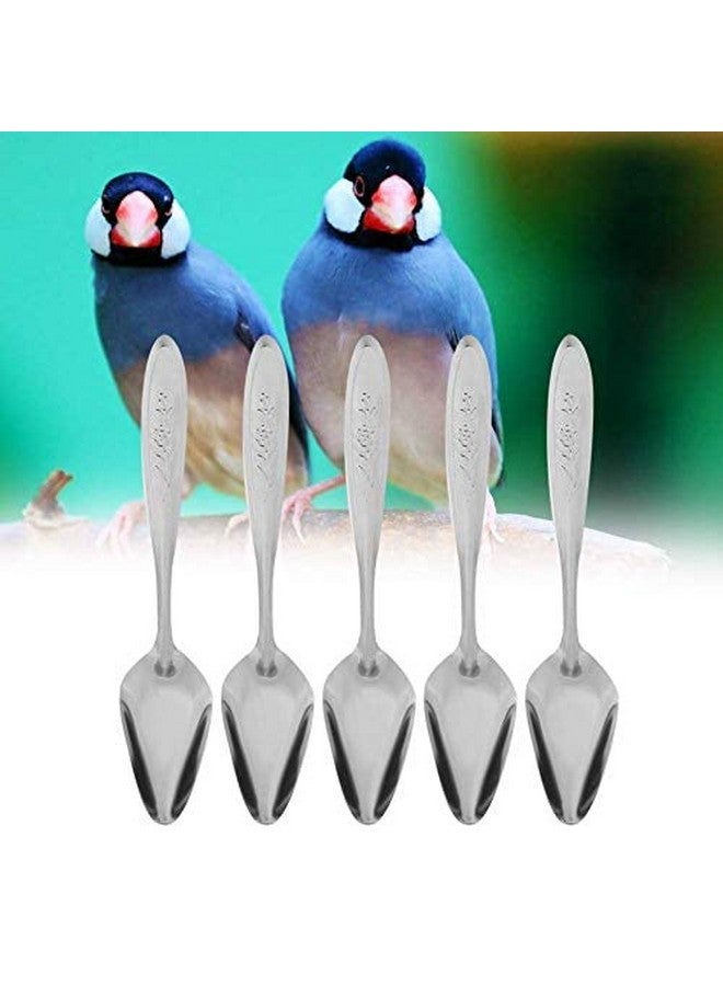 جوتوتوب ملعقة طعام GOTOTOP 5 قطع من الفولاذ المقاوم للصدأ لطعام الببغاء لجميع صغار الطيور من نوع الفاوانيا والكوكاتيل مقاس 5.9 بوصة - Image 4