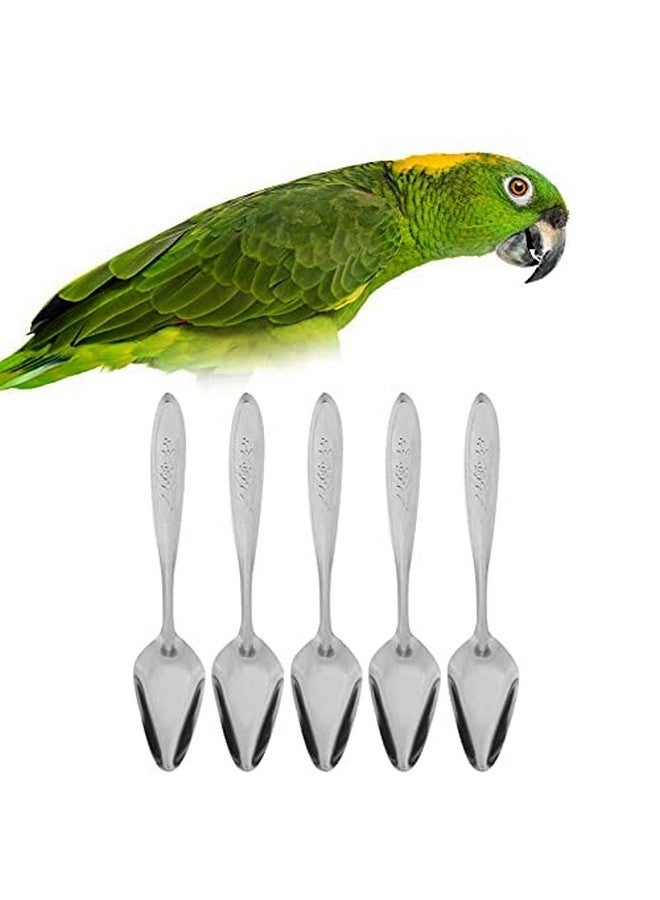 جوتوتوب ملعقة طعام GOTOTOP 5 قطع من الفولاذ المقاوم للصدأ لطعام الببغاء لجميع صغار الطيور من نوع الفاوانيا والكوكاتيل مقاس 5.9 بوصة - Image 3