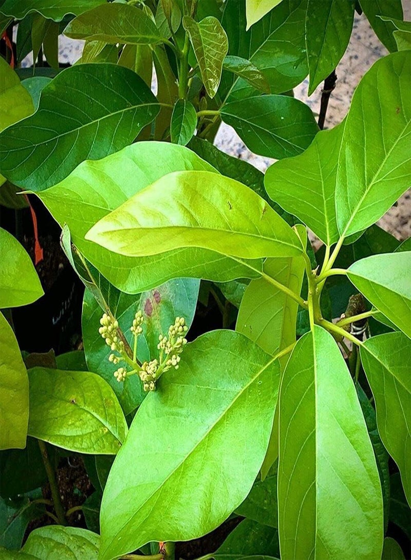 جي جوت 10 قطع من بذور الأفوكادو، أشجار الفاكهة المعمرة هي خيار جيد لزراعة الفروع المرقعة التي تشكل منظرًا طبيعيًا مختلفًا وتخلق جوًا مختلفًا - Image 3