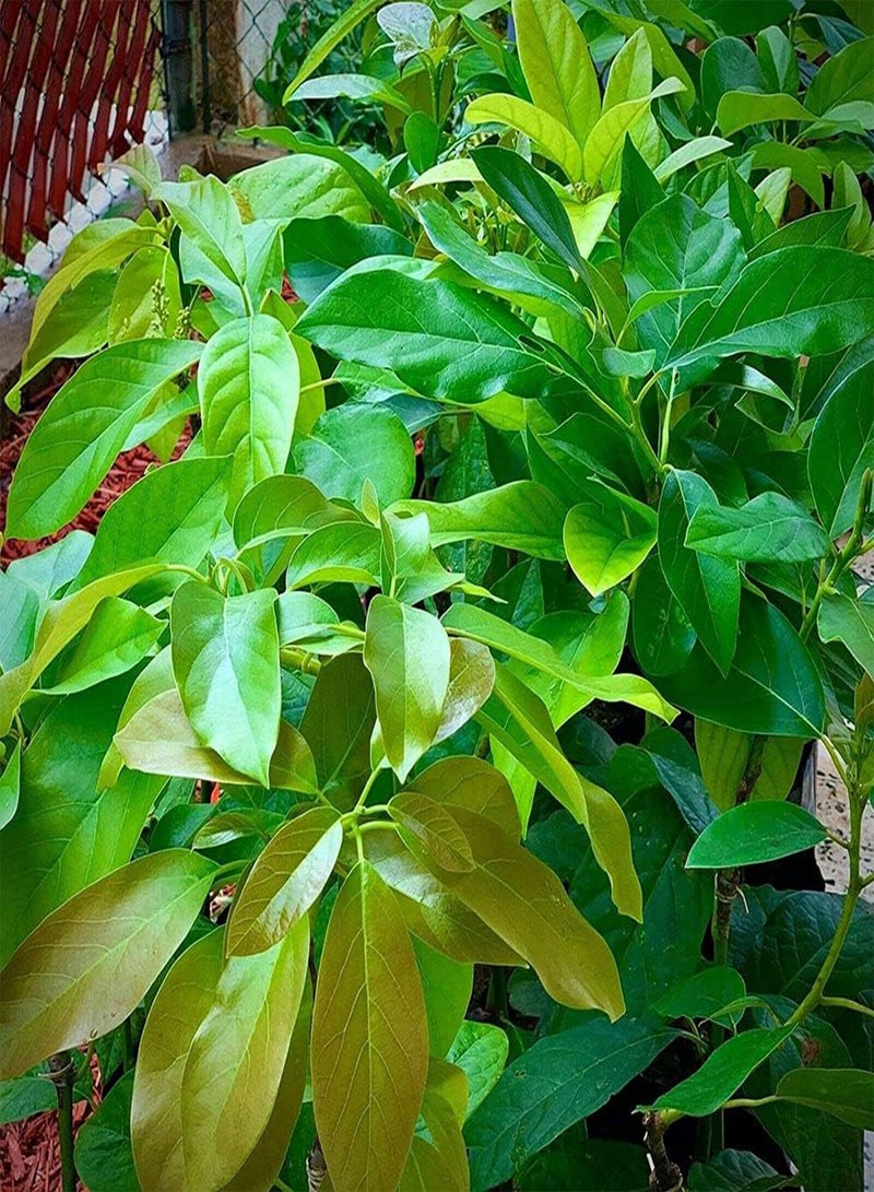 جي جوت 10 قطع من بذور الأفوكادو، أشجار الفاكهة المعمرة هي خيار جيد لزراعة الفروع المرقعة التي تشكل منظرًا طبيعيًا مختلفًا وتخلق جوًا مختلفًا - Image 2