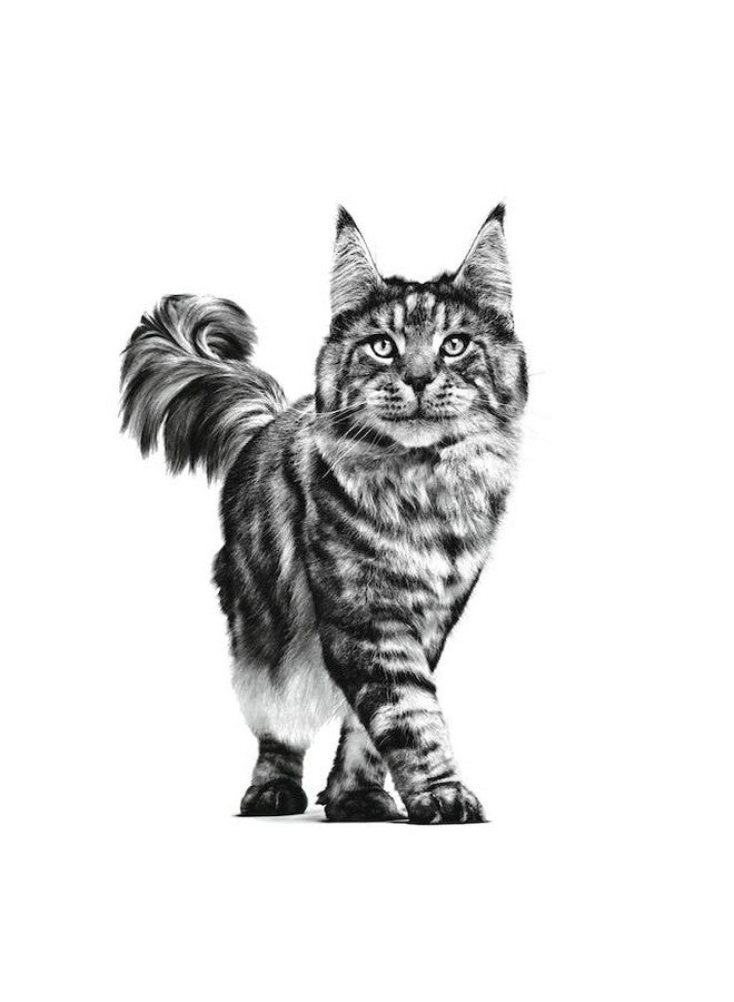 Royal Canin Renal Feline, 2 kg - Image 3