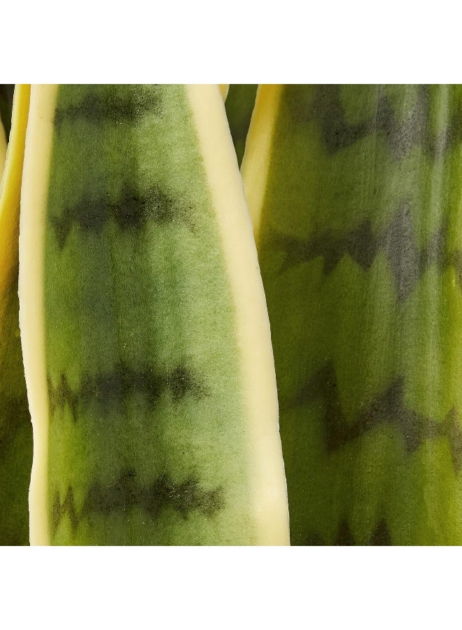 Nearly Natural Nearly Natural 33 Sansevieria Artificial Silk Plants Green  - Image 3