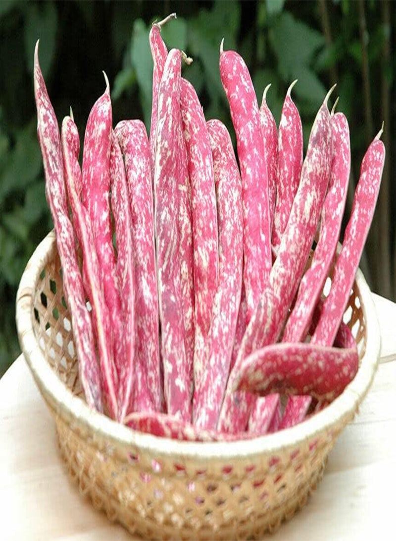 GGOOT Dwarf Borlotto Bean - Phaseolus Vulgaris 'Borlotto Lingua di Fuoco' Vegetable Seeds, Also Known as Tongue of Fire Bean Home Garden Planting by Heavy Torch, 15 Seeds