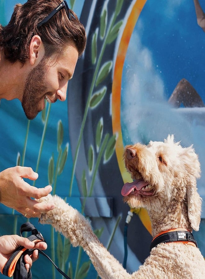 بلاك رينو طوق بلاك راينو للكلاب متوسطة الحجم - طوق متين عاكس قابل للتعديل مع حشوة نيوبرين فائقة النعومة - مقاوم للعوامل الجوية، متين، ومريح للكلاب النشطة - برتقالي وأسود - Image 5