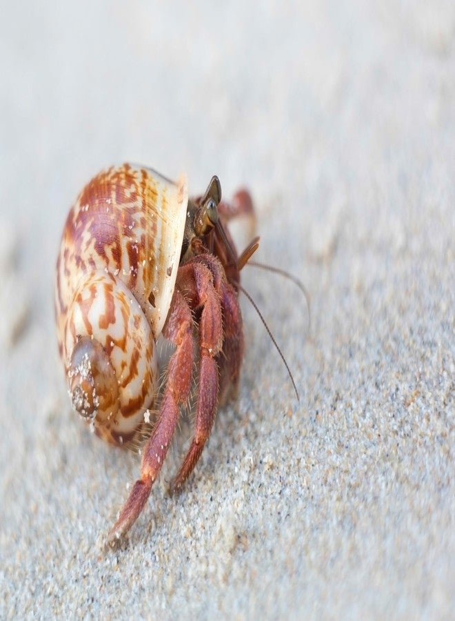 Galapagos Galápagos (05355) Hermit Crab Starter Kit - Complete DIY Habitat Essentials for Terrestrial and Semi-Aquatic Crustaceans, Includes Cholla Wood, Coconut Hut, Moss, Stones and More, 4.5 Quarts - Image 4
