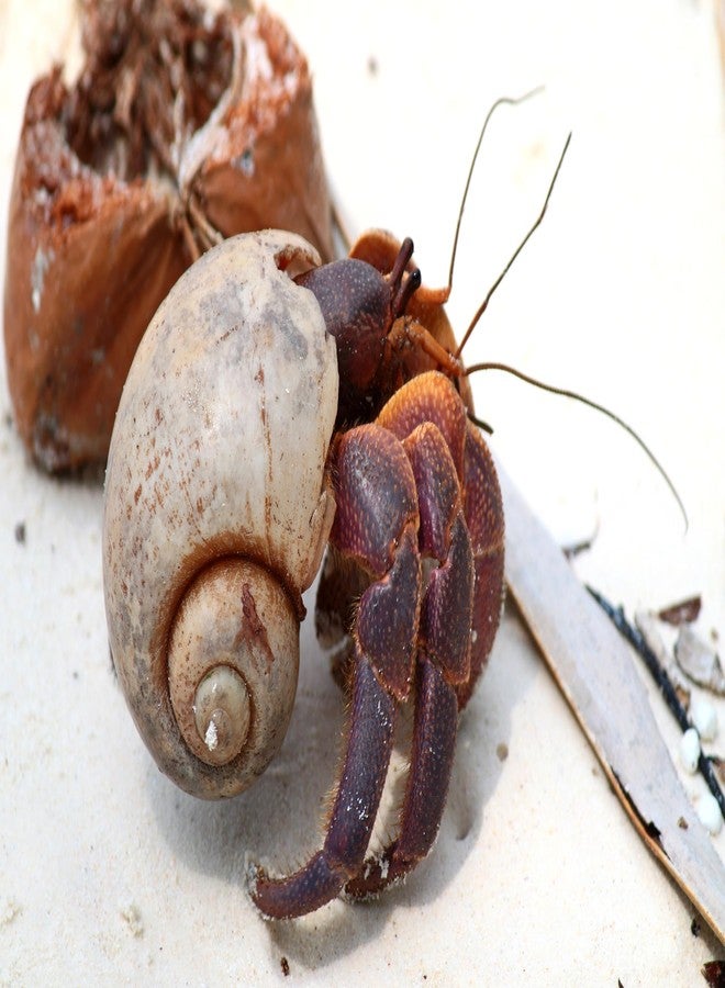Galapagos Galápagos (05355) Hermit Crab Starter Kit - Complete DIY Habitat Essentials for Terrestrial and Semi-Aquatic Crustaceans, Includes Cholla Wood, Coconut Hut, Moss, Stones and More, 4.5 Quarts - Image 3