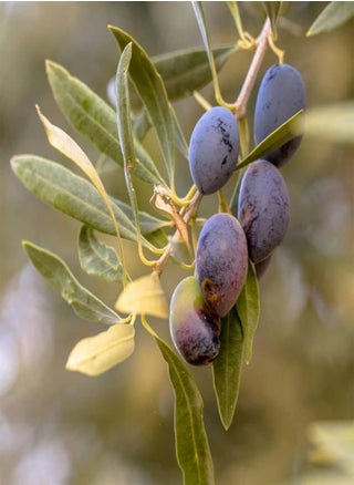 10pcs Olive Seeds - pzsku/ZAD5E7ABFF536B5A7E801Z/45/_/1726893509/58658d90-36e6-457f-8235-353b74bdc3fc