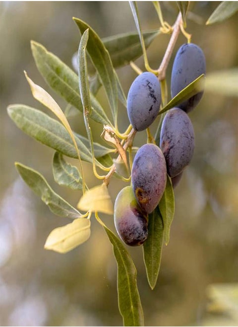 10pcs Olive Seeds
