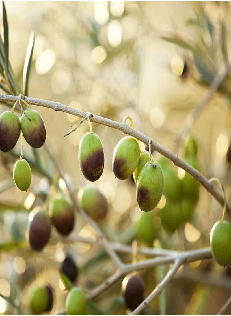 10pcs Olive Seeds