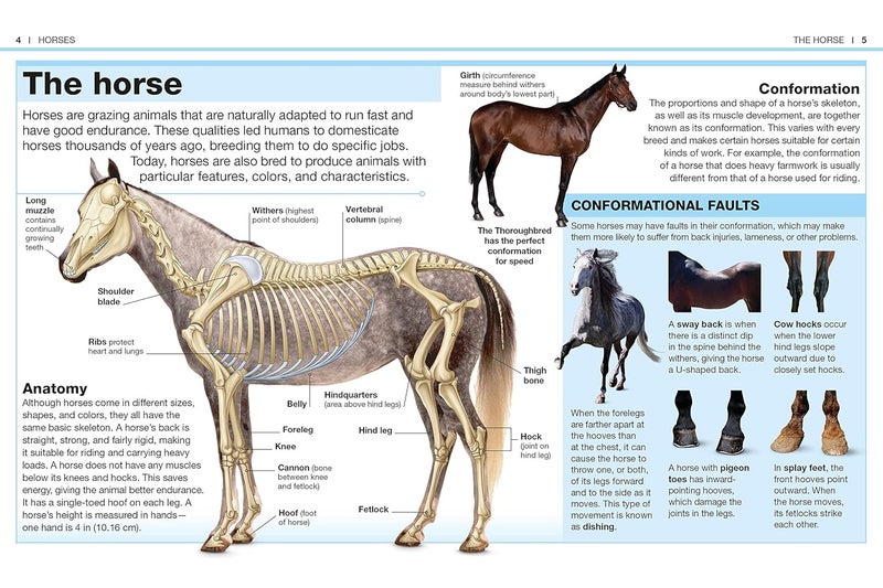 Pocket Genius: Horses: Facts at Your Fingertips - Image 2