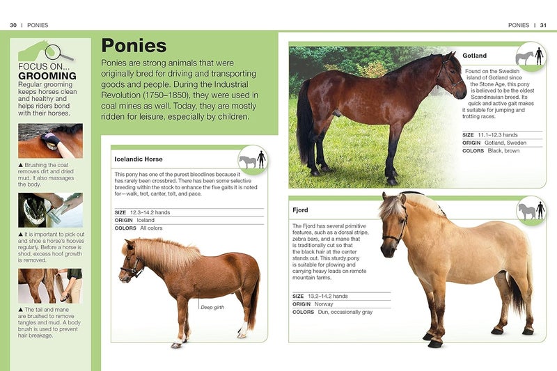 Pocket Genius: Horses: Facts at Your Fingertips - Image 3