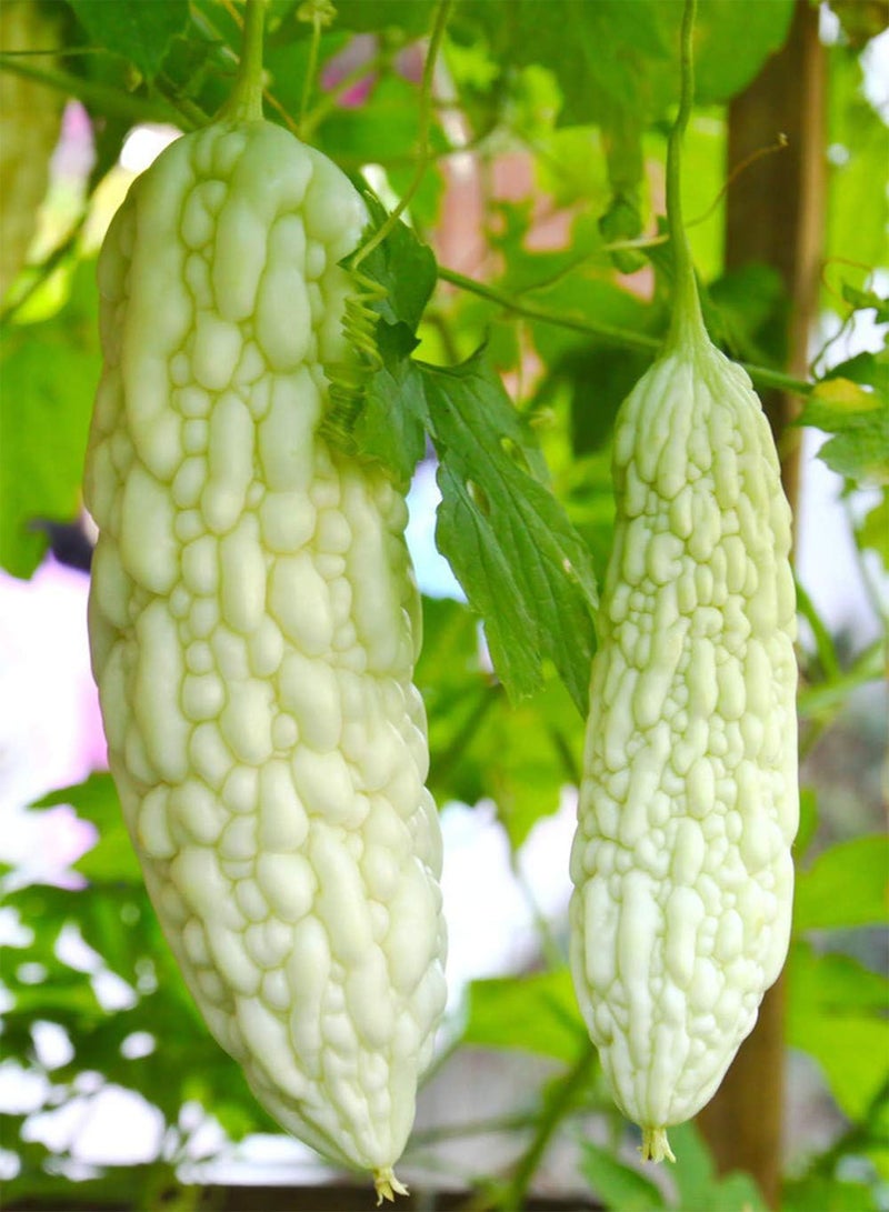 GGOOT 50Stück Weißer Bitterer Kürbissamen Kletterndes Grünes Gemüse Einzigartige Gartendekoration Einfache Kultivierung Braucht Nicht viel Pflege Einstiegssorte - Image 3