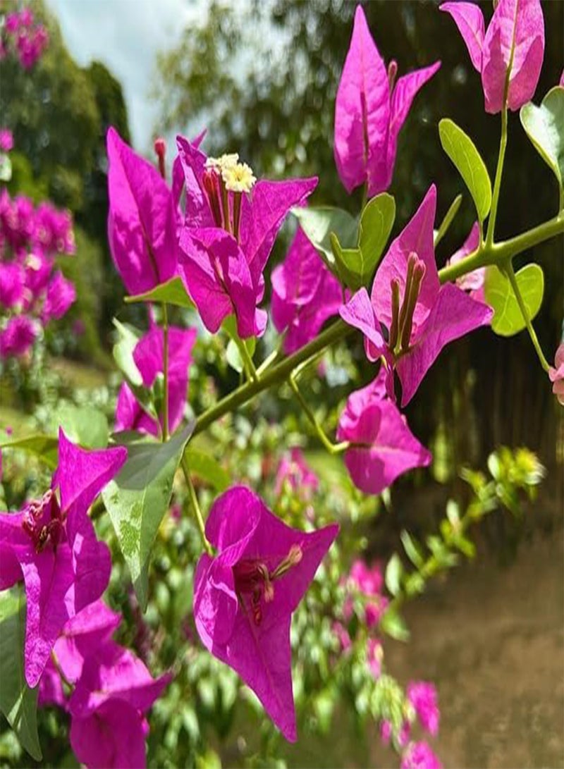 GGOOT 10pieces Pink Bougainvillea Flower Seeds - Image 2