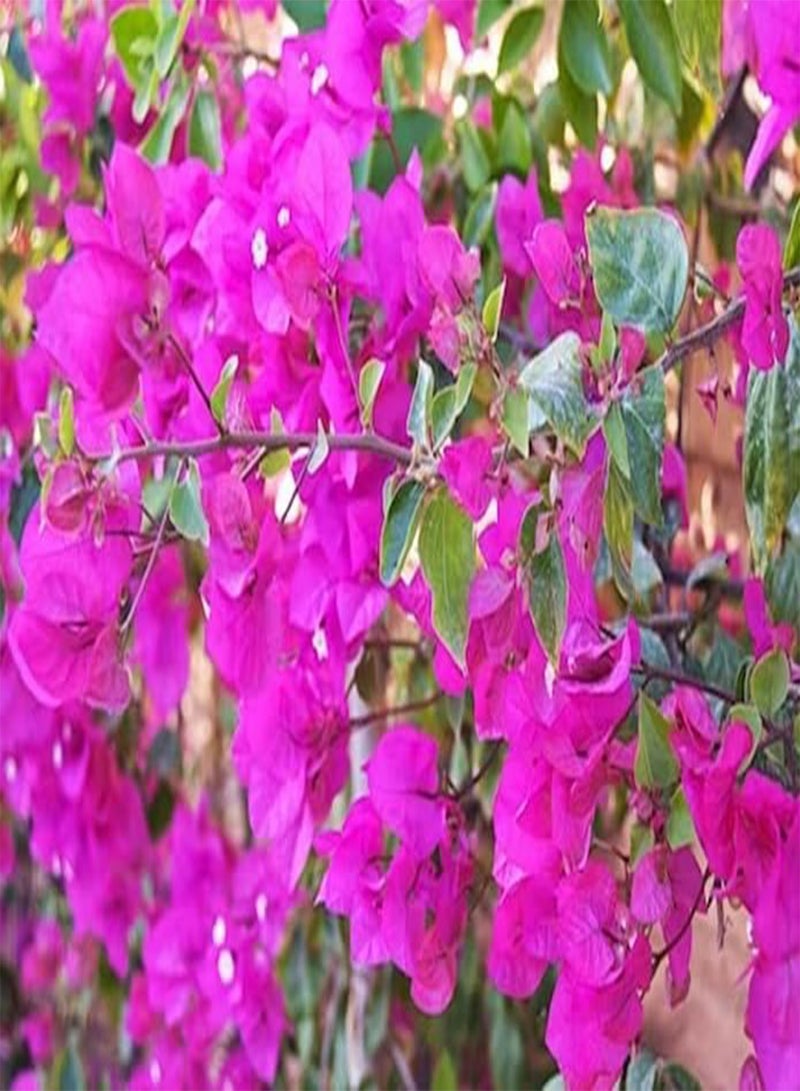 GGOOT 10pieces Pink Bougainvillea Flower Seeds - Image 1
