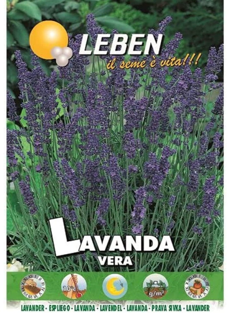 Lavander, Lavanda Vera Premium Quality Seeds By Leben (Italy) - Image 1