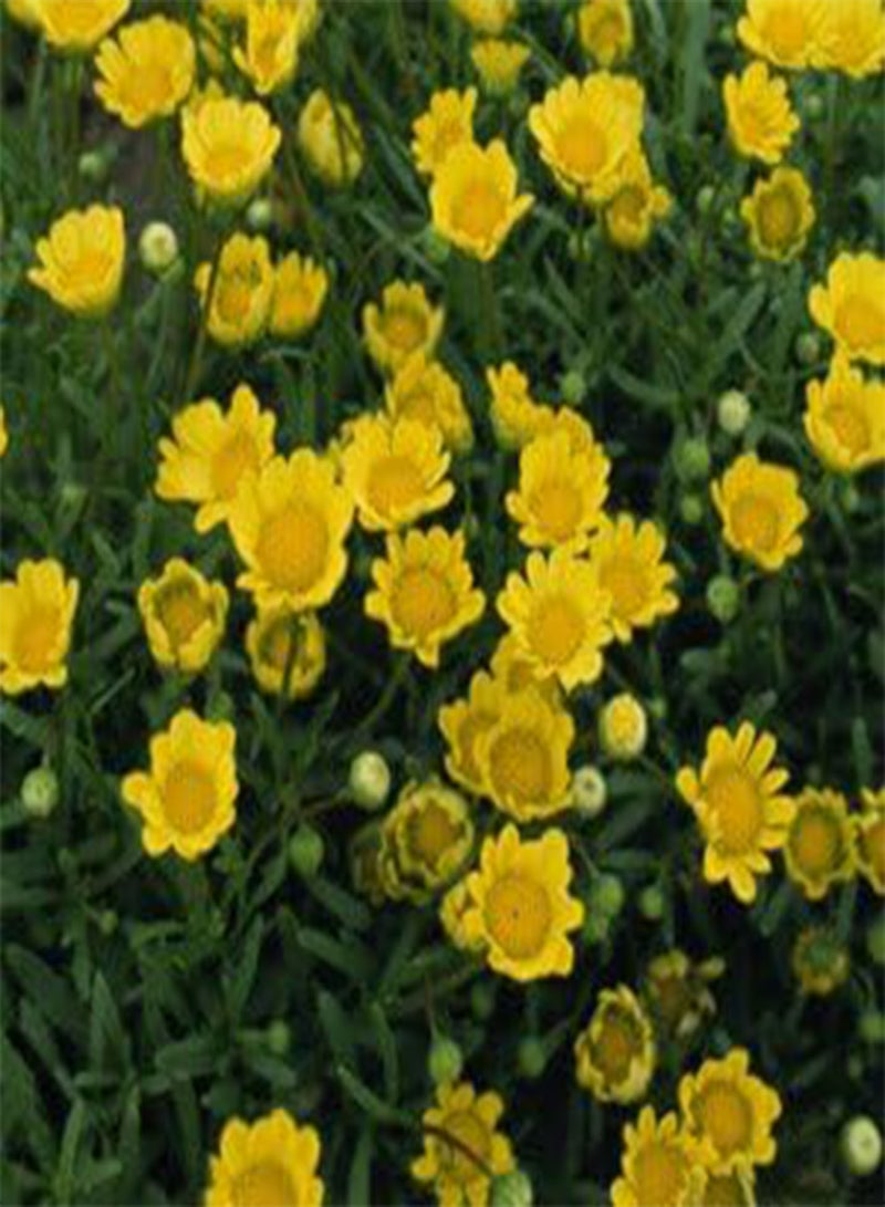 GGOOT Chrysanthemum Button Yellow 200 Seeds