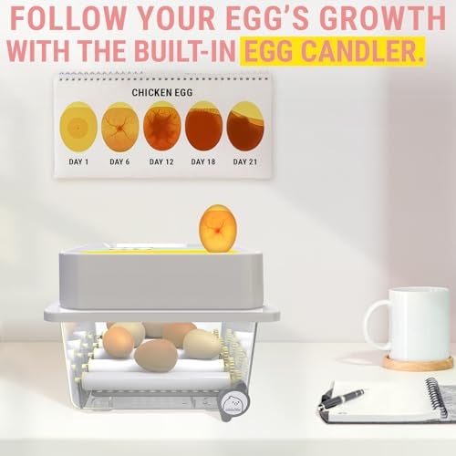 OKKÖBI OBI-12 Egg Incubators for Hatching Eggs – Incubator for 12 Eggs with Automatic Egg Turner - Brooder for Chicken Eggs, Quail, and Duck Eggs - Yellow - Image 3