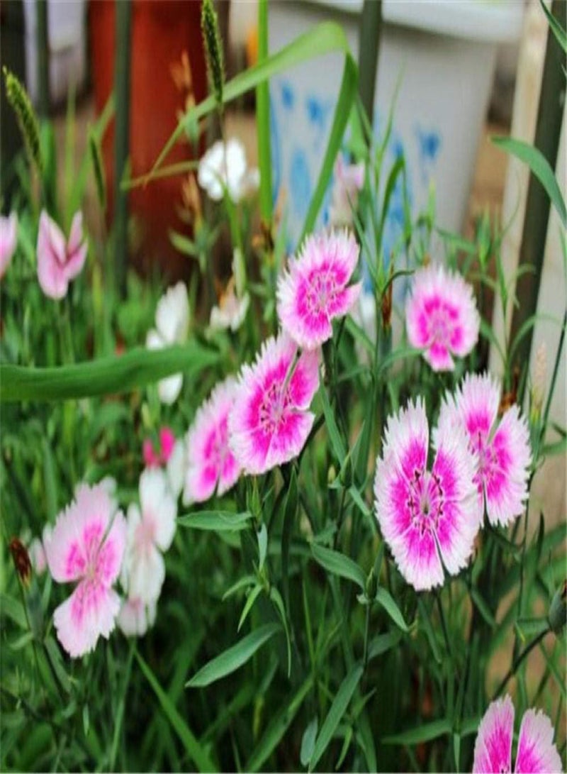 جي جوت بذور زهور غريبة، ديانثوس تشانغشيا (50 جرام) تزرع في 20 مربعًا، بذور زهور معطرة - Image 3