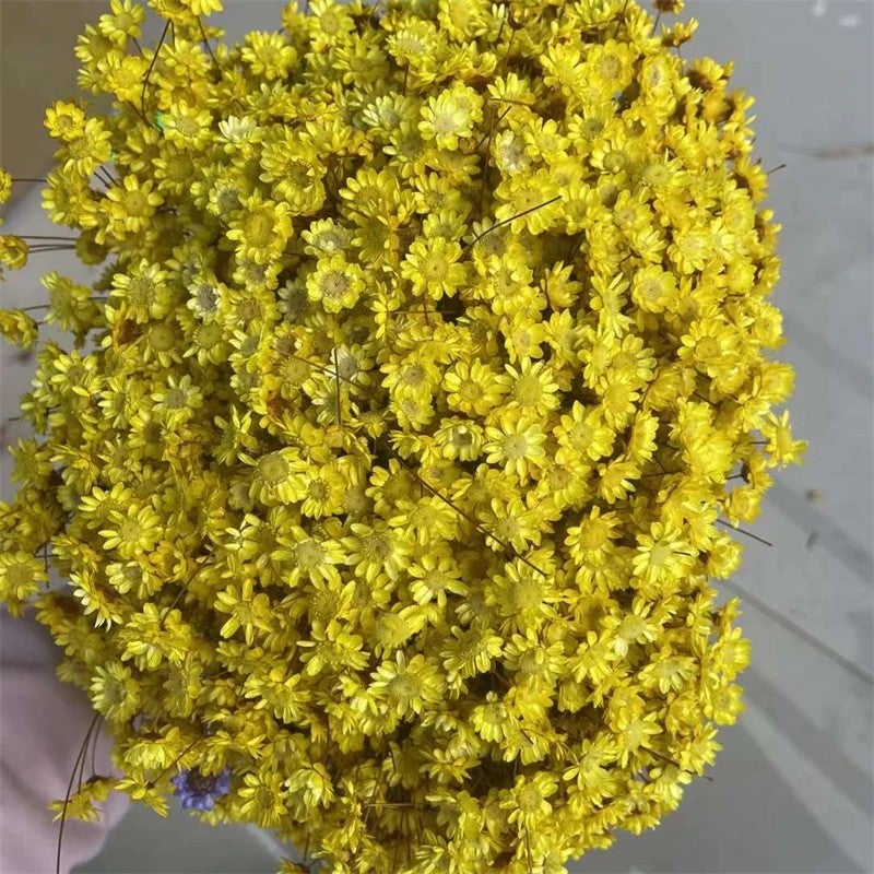 Bluejw Daisy Decorative Dried Flowers 50 Stems Natural Dry Flowers Brazilian Small Star for Wedding Home Decor - Dried Plants Included - Image 1